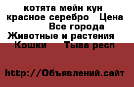 котята мейн кун, красное серебро › Цена ­ 30 - Все города Животные и растения » Кошки   . Тыва респ.